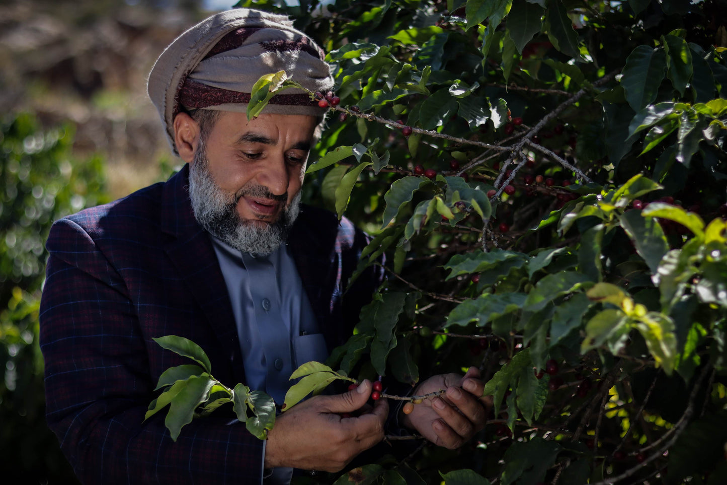 Ghalib 2024 (Gold Series, Gold Medal Winner) 生豆