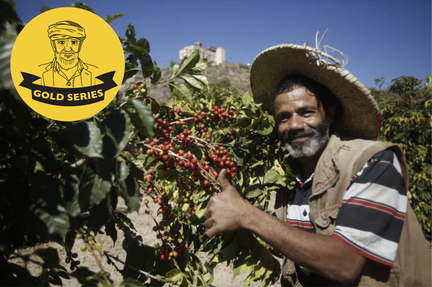 NEW Ahmed Abdo Ahmed 2024 (Gold Series) 生豆