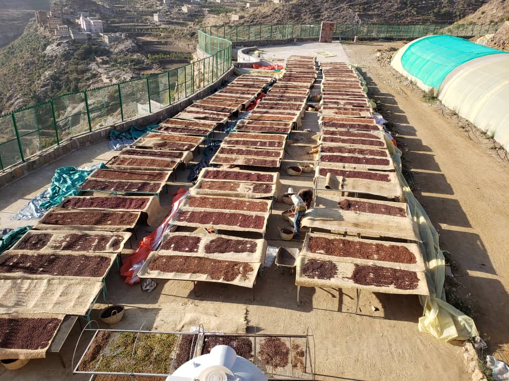 シャムス ハラズ モカ ビレッジ ロット 2024 (Classic Series) 生豆