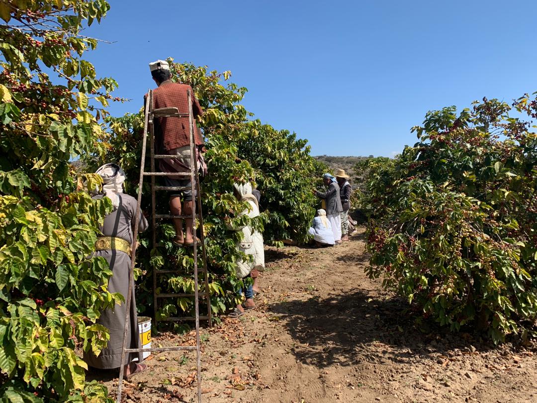 モカフルーツショコラータビレッジロット2024 (Classic Series)生豆