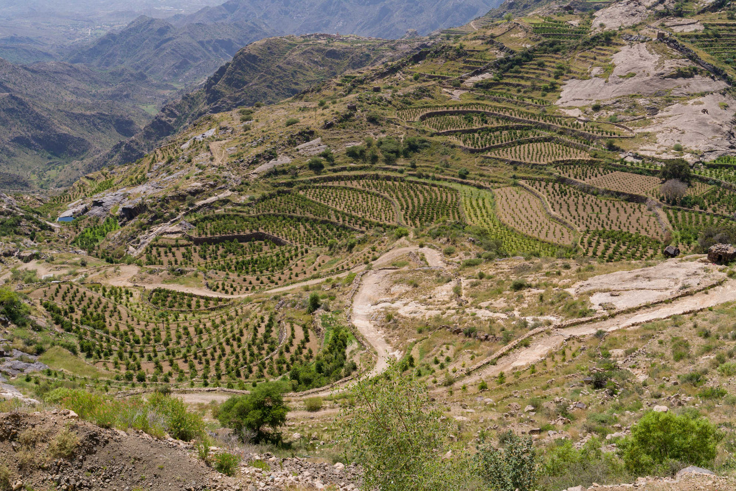 モカフルーツショコラータビレッジロット2024 (Classic Series)生豆
