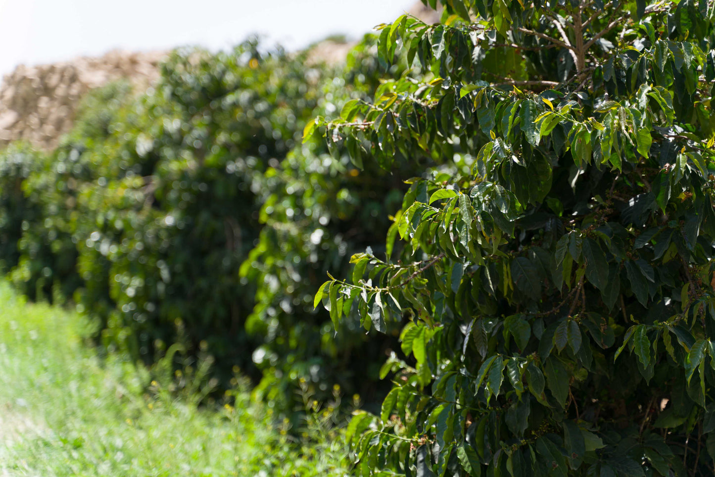 ワディー ハラズ 2023 (Silver Series) 生豆