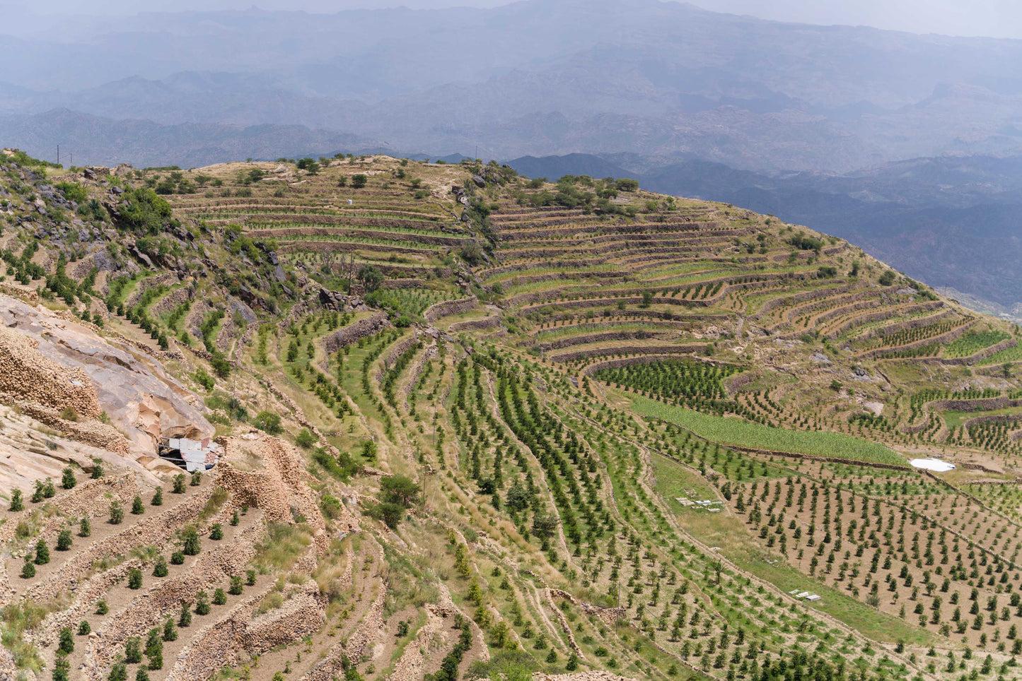 ワディー ハラズ 2023 (Silver Series) 生豆