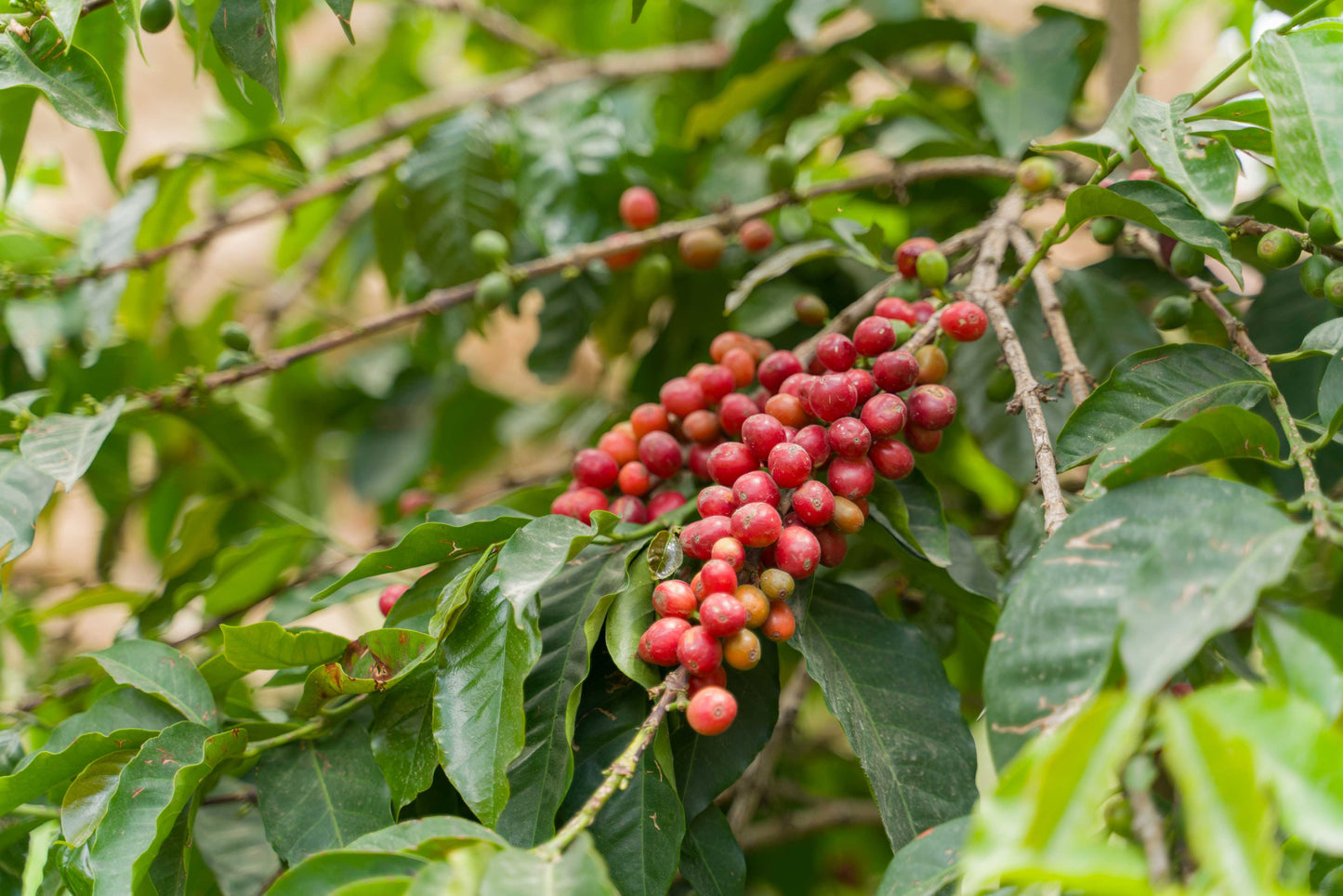 ワディー ハラズ 2023 (Silver Series) 生豆