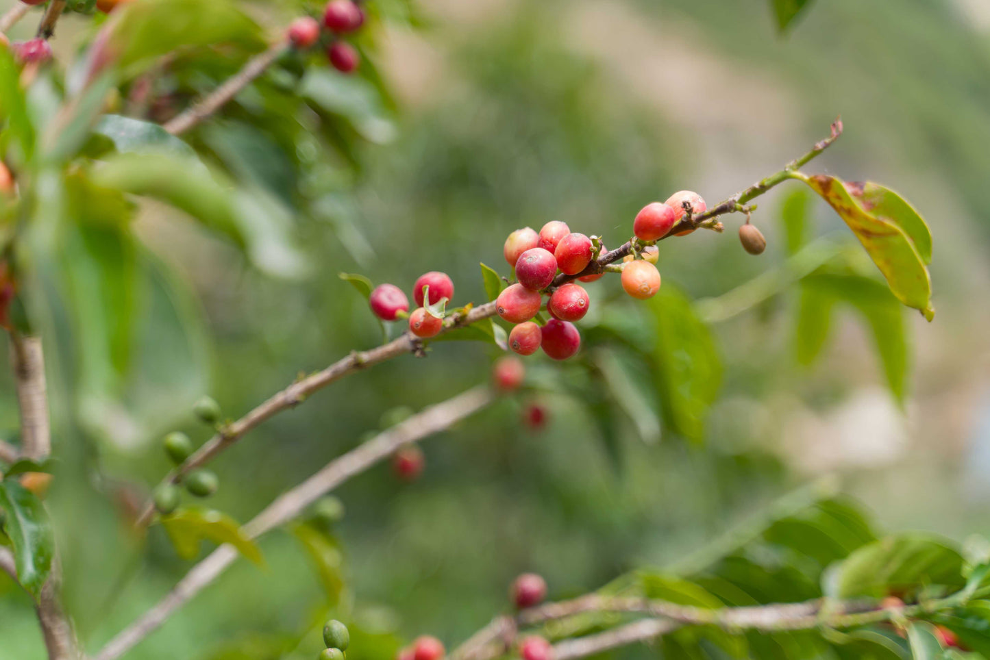 モカフルーツショコラータビレッジロット2024 (Classic Series)生豆