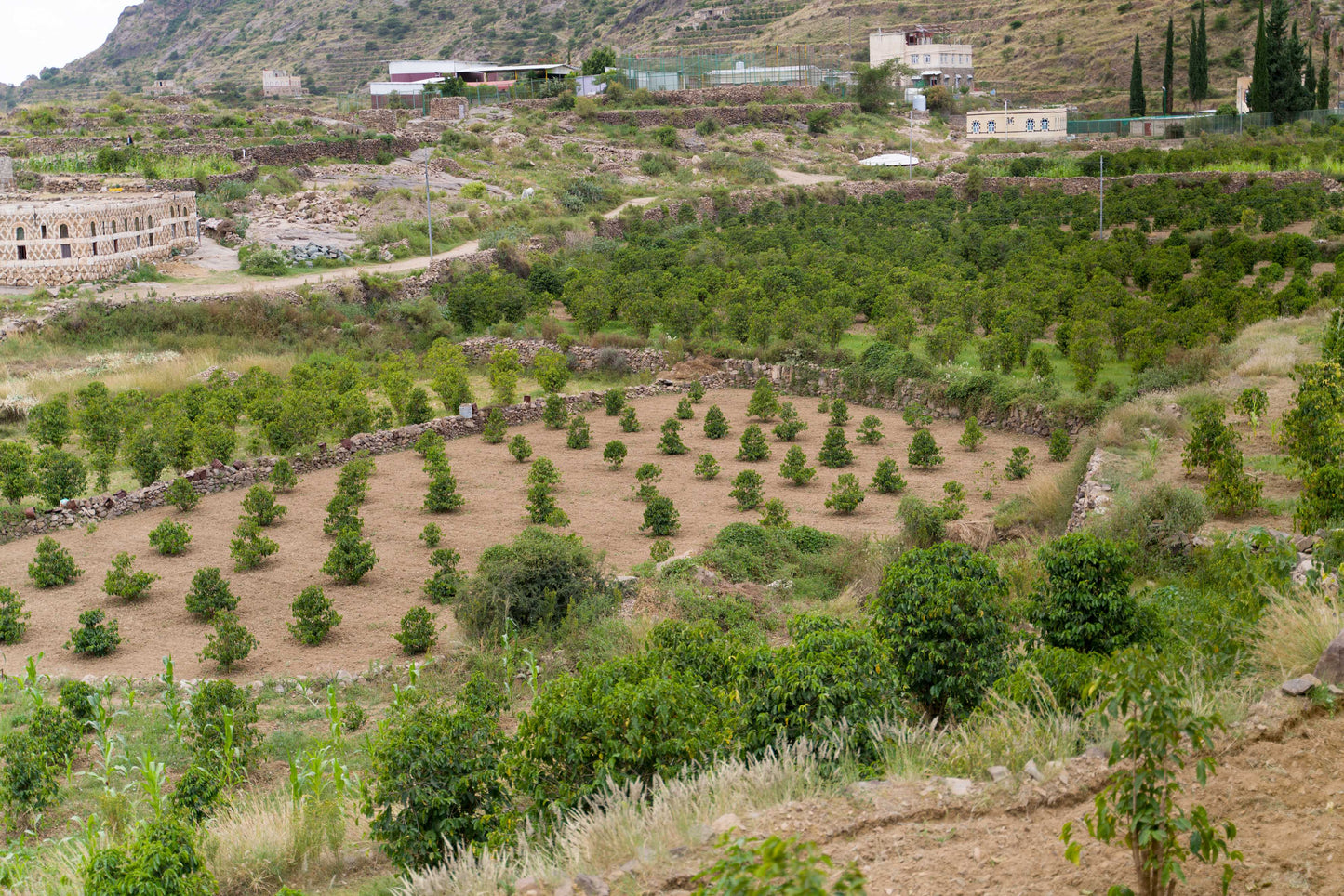 モカフルーツショコラータビレッジロット2024 (Classic Series)生豆