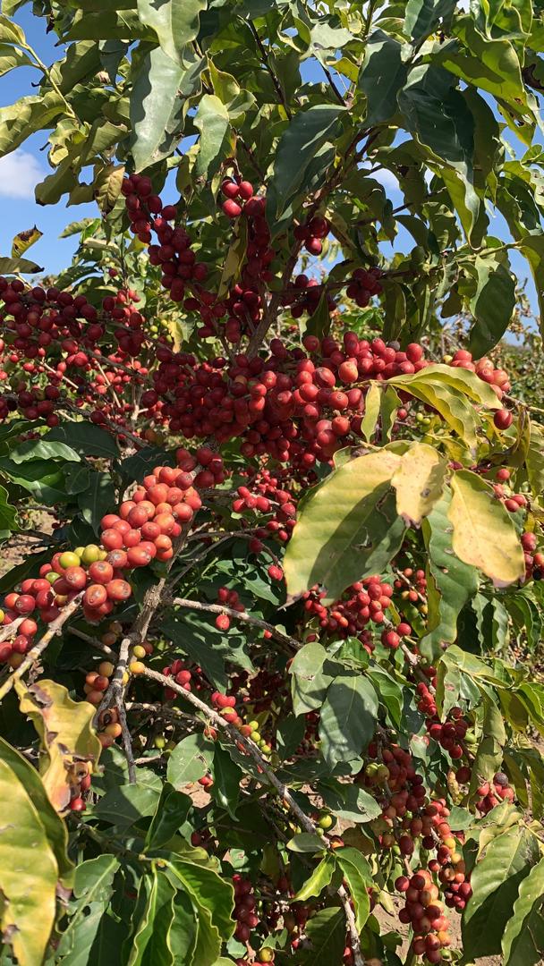 Ghalib 2024 (Gold Series, Gold Medal Winner) 生豆