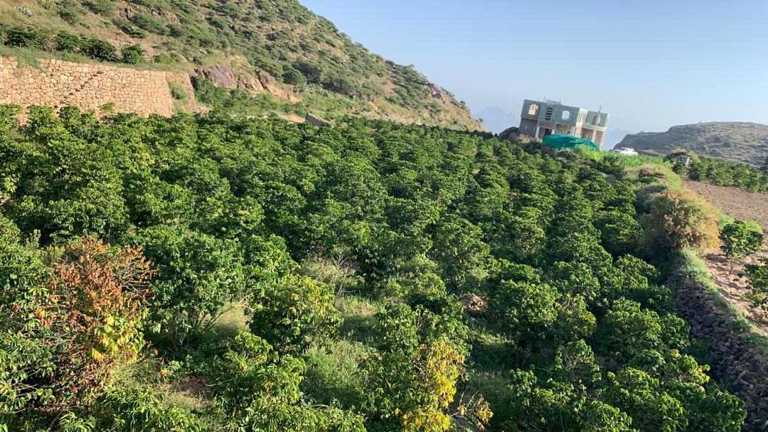 モハメッド・アワド・シャーム 2024 (Gold Series)生豆