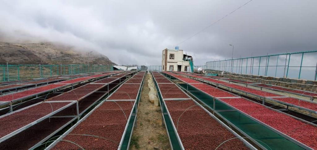 NEW Ahmed Abdo Ahmed 2024 (Gold Series) 生豆