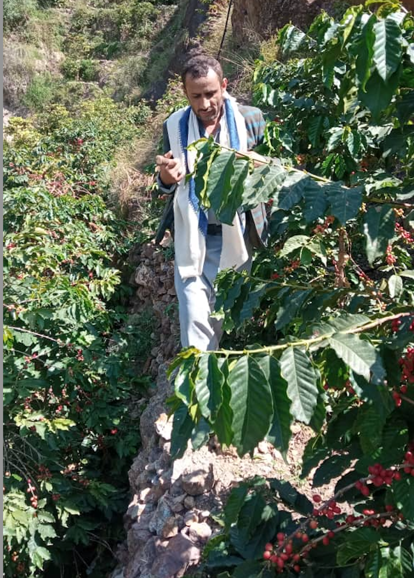 モハメッド・アワド・シャーム 2024 (Gold Series)生豆