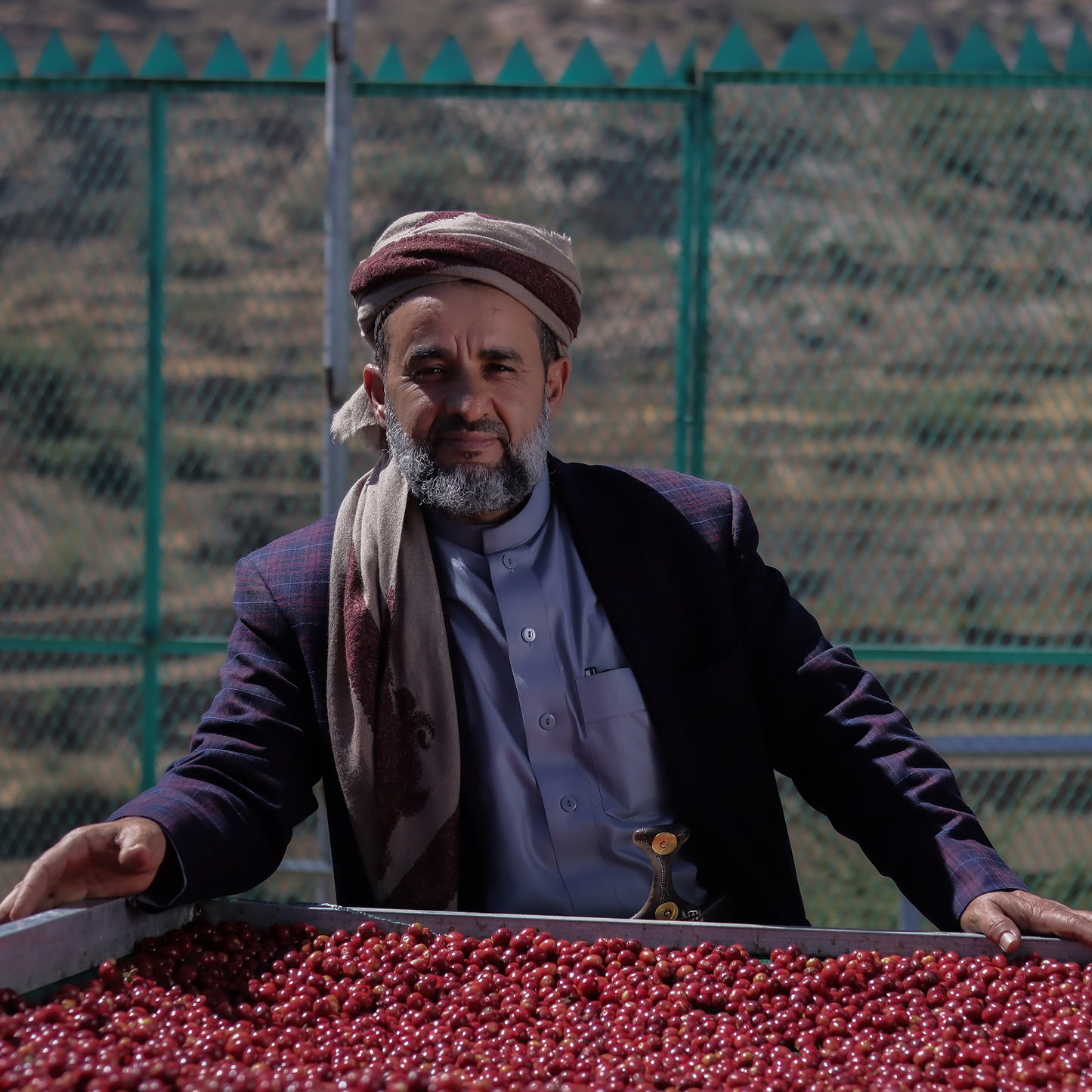 Ghalib 2024 (Gold Series, Gold Medal Winner) 生豆