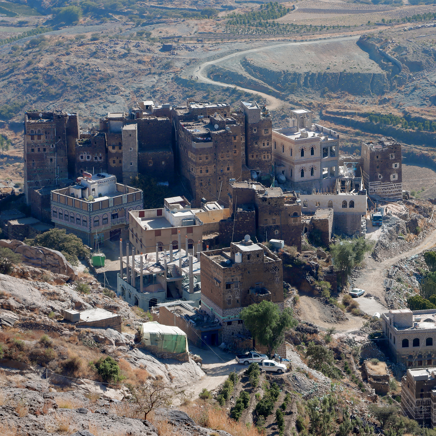 Ghalib 2024 (Gold Series, Gold Medal Winner) 生豆