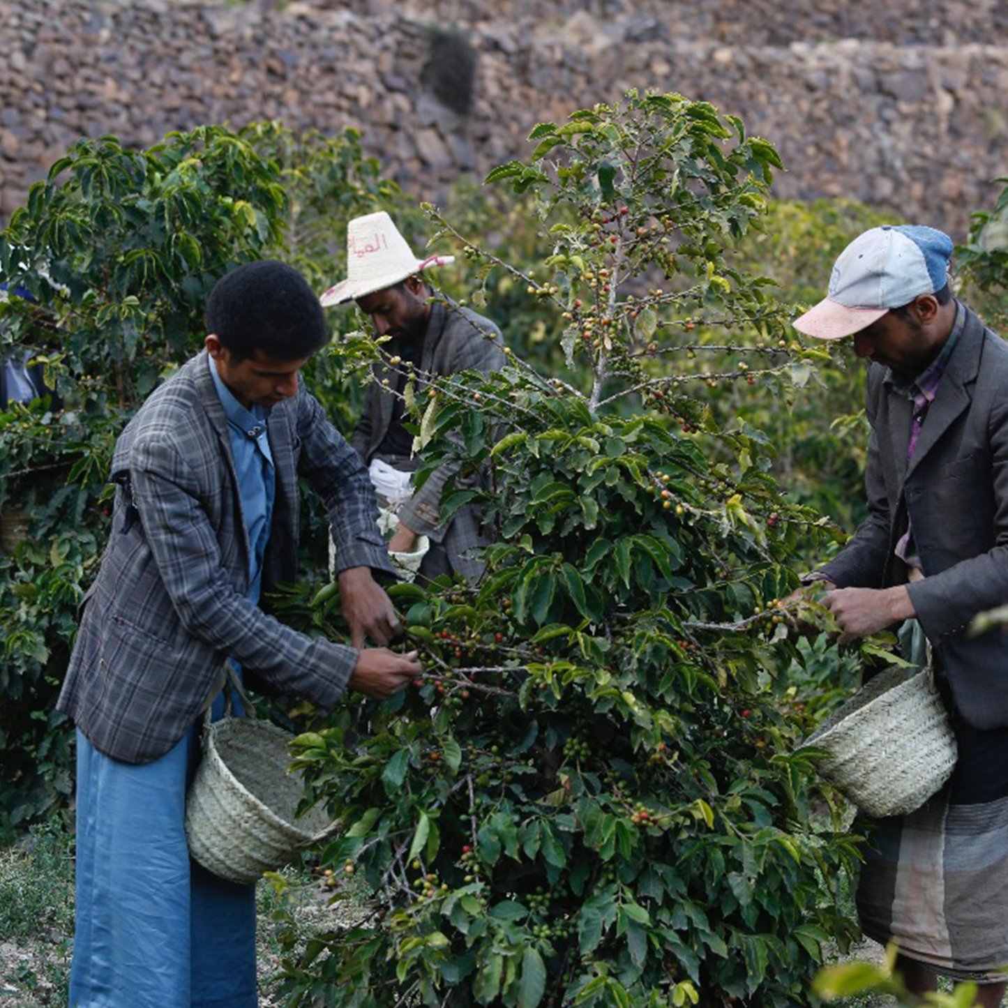 シャムス ハラズ モカ ビレッジ ロット 2024 (Classic Series) 生豆