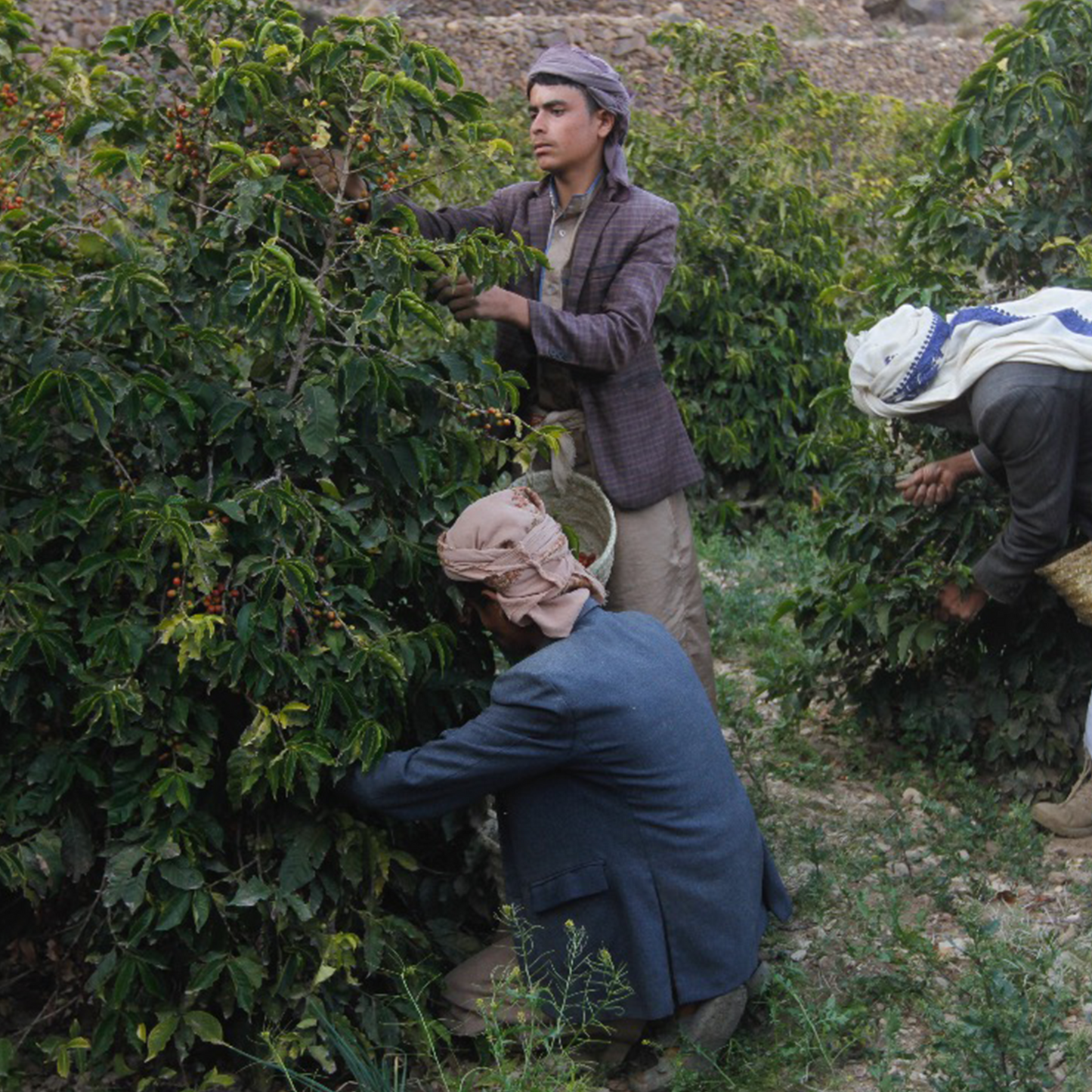 シャムス ハラズ モカ ビレッジ ロット 2024 (Classic Series) 生豆
