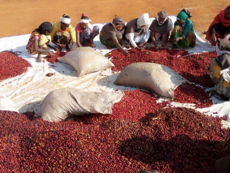 
                  
                    Ethiopia Yirgacheffe Aricha Natural
                  
                